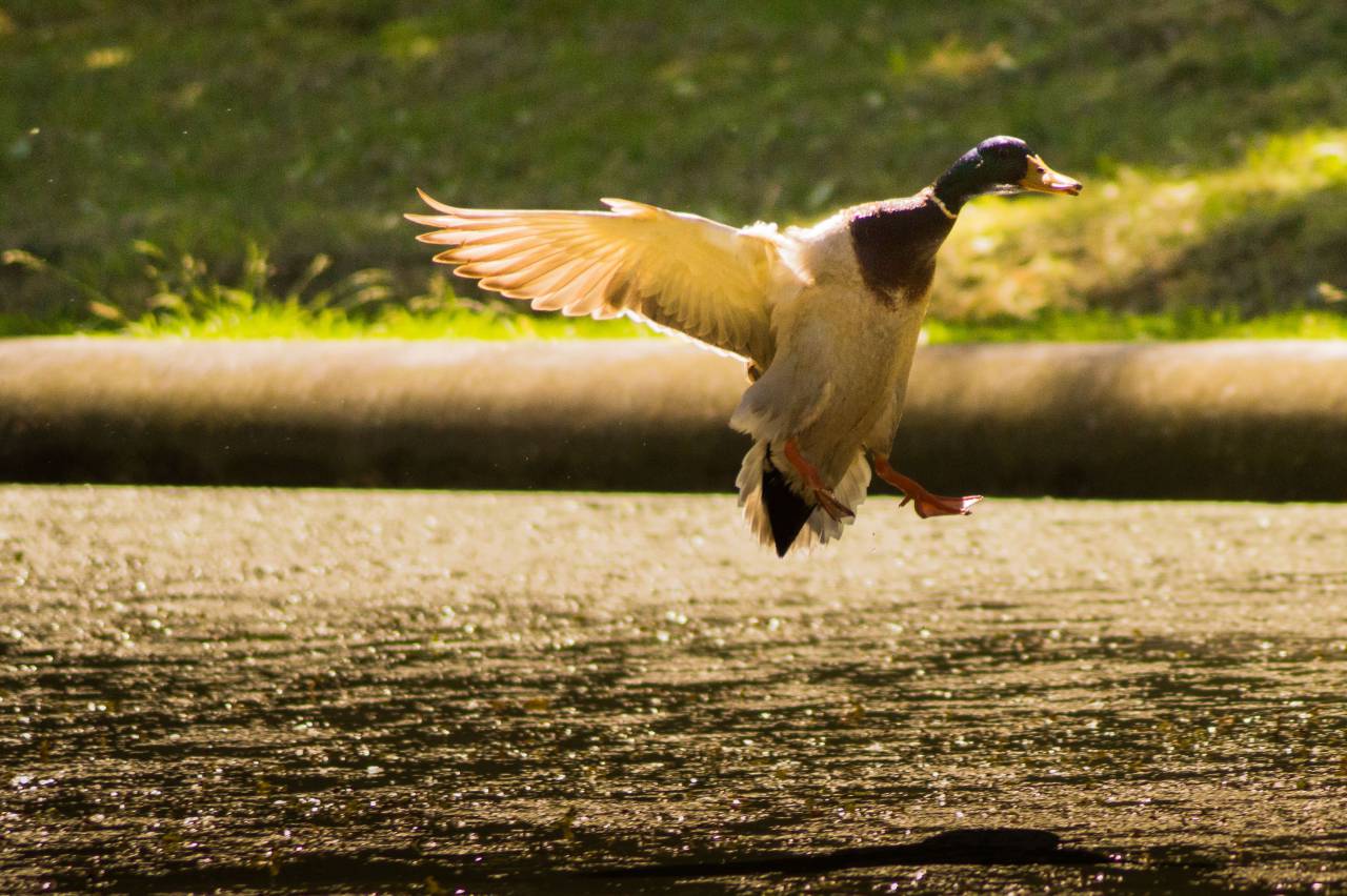 pato, pájaro, alas, vuelo, animal, agua, pico,