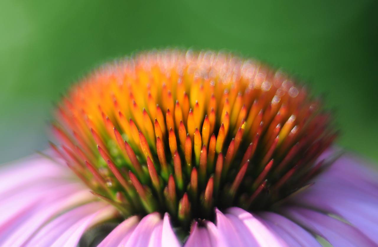 echinacea, flower, bud, herbal
, 