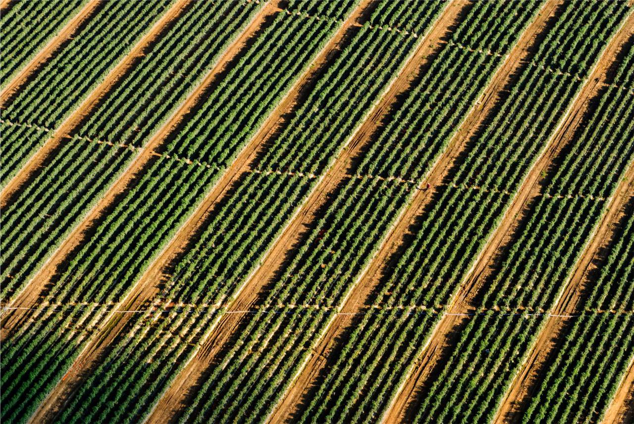 fazenda, campos, colheitas, sujeira, aérea, vista,