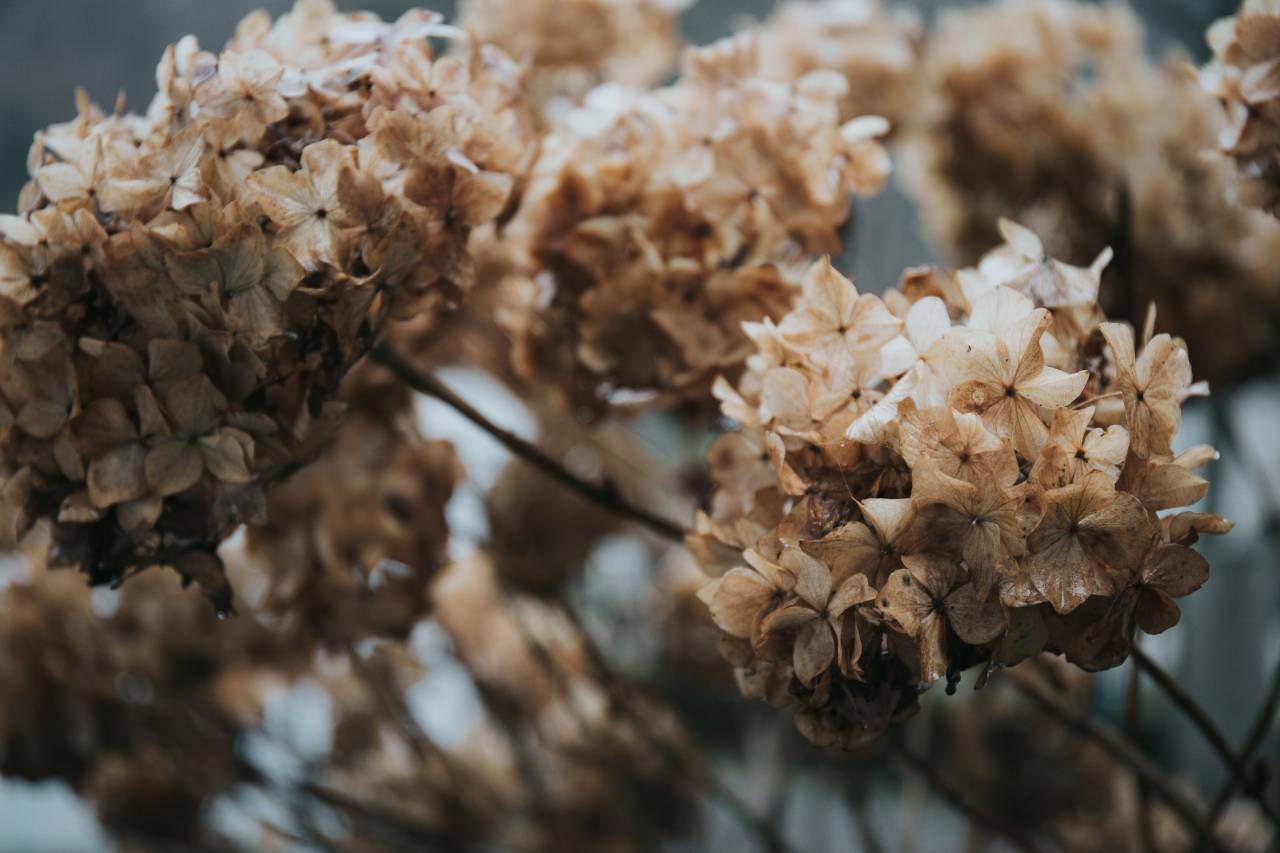 flower, petal, bloom, garden, plant, nature, autumn, fall
, 