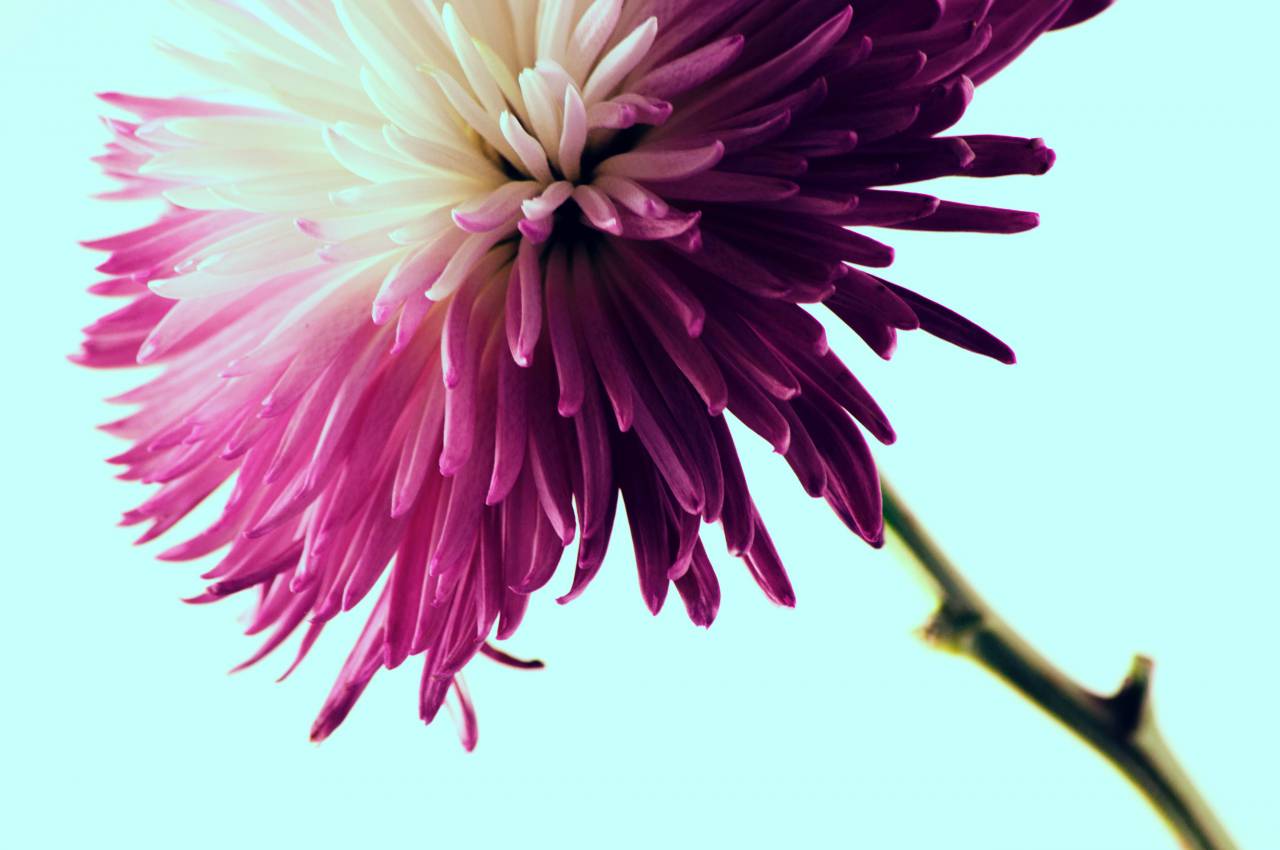 Flor, rosa, pétalo, flor, jardín, planta, naturaleza, otoño, otoño,