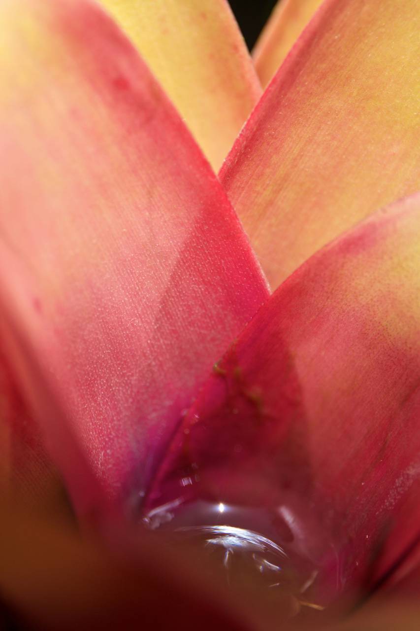 flower, tropical, macro, close up, botanic, botany, botanist
, 
