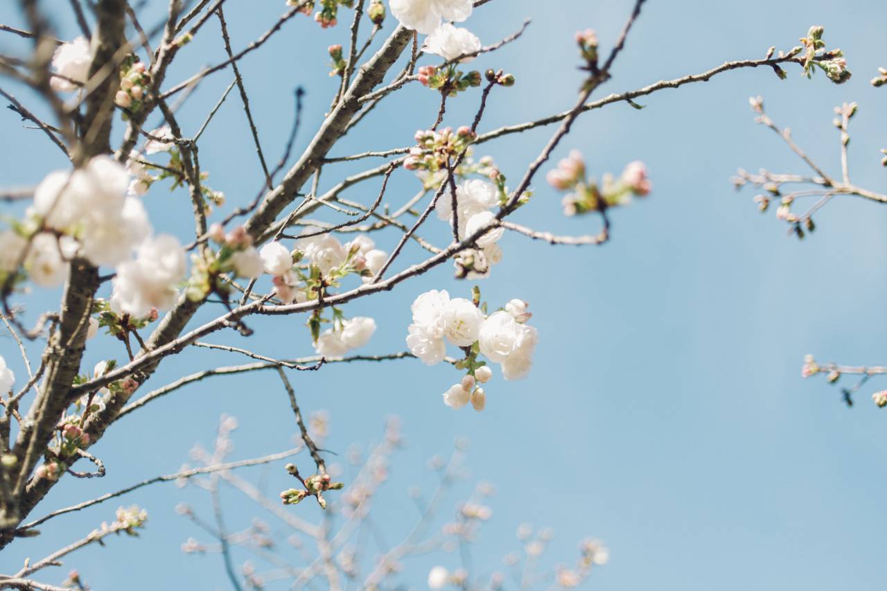 flower, white, petal, bloom, garden, plant, nature, autumn, fall
, 