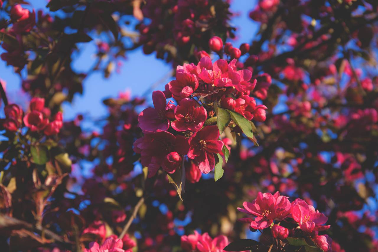 flowers, nature, blossoms, branches, leaves, clusters, pink, petals, trees, macro, outdoors, sky, still, bokeh
, 