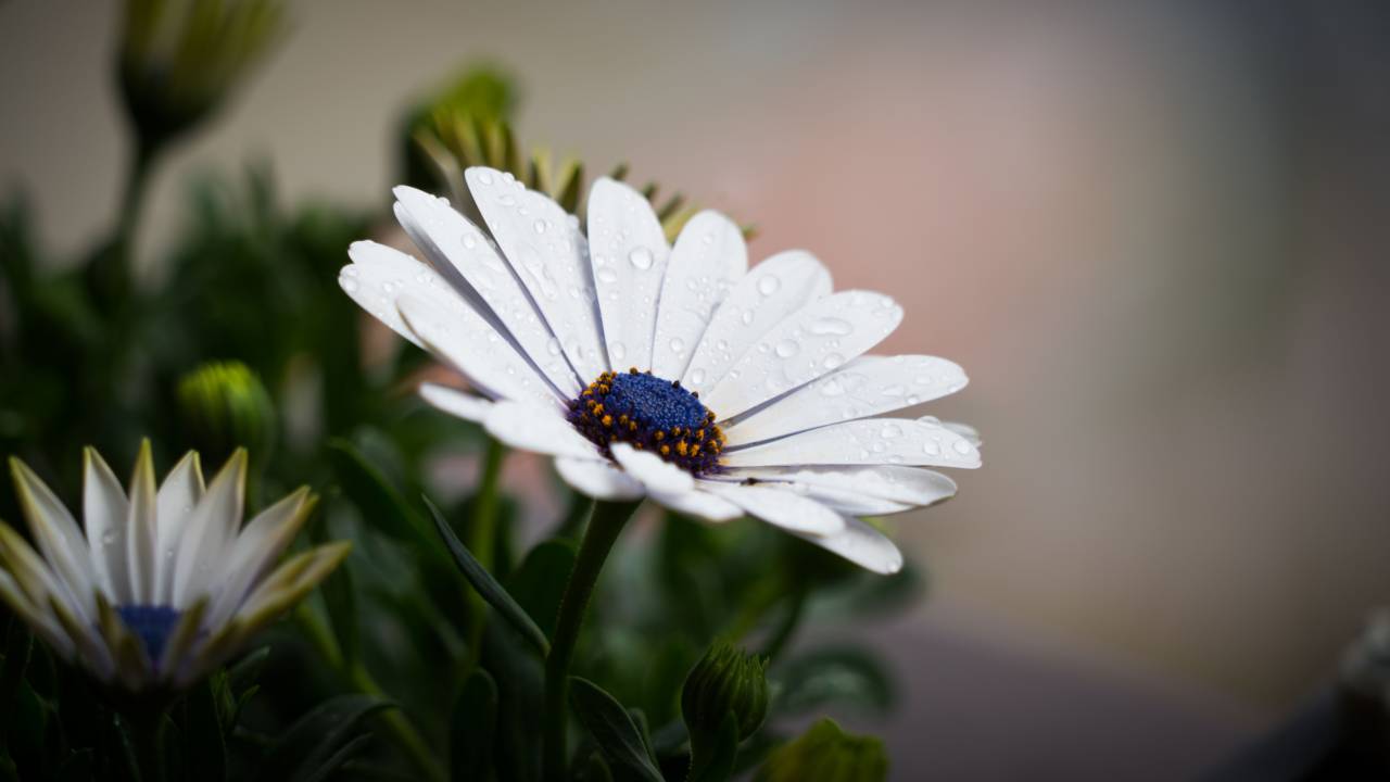flowers, nature, blossoms, white, daisies, stalks, stems, leaves, petals, bokeh, outdoors, garden
, 
