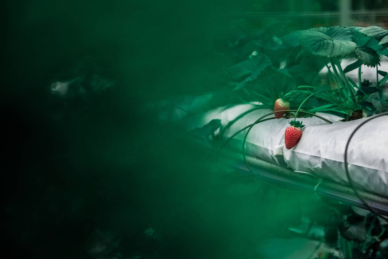food, fruits, strawberries, farm, plants, green, red, still, bokeh
, 