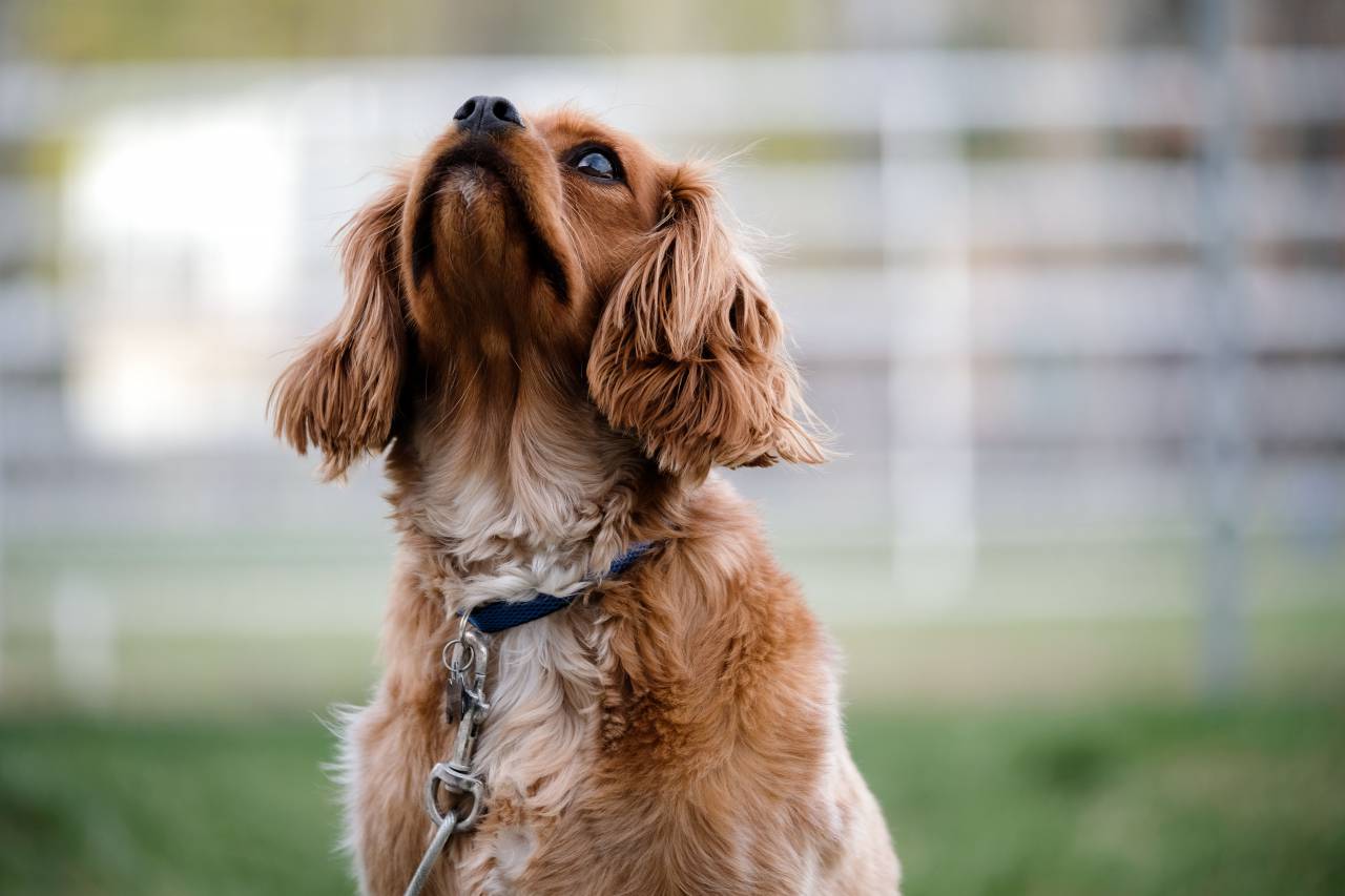 fur, animal, puppy, dog, bark, outdoor
, 
