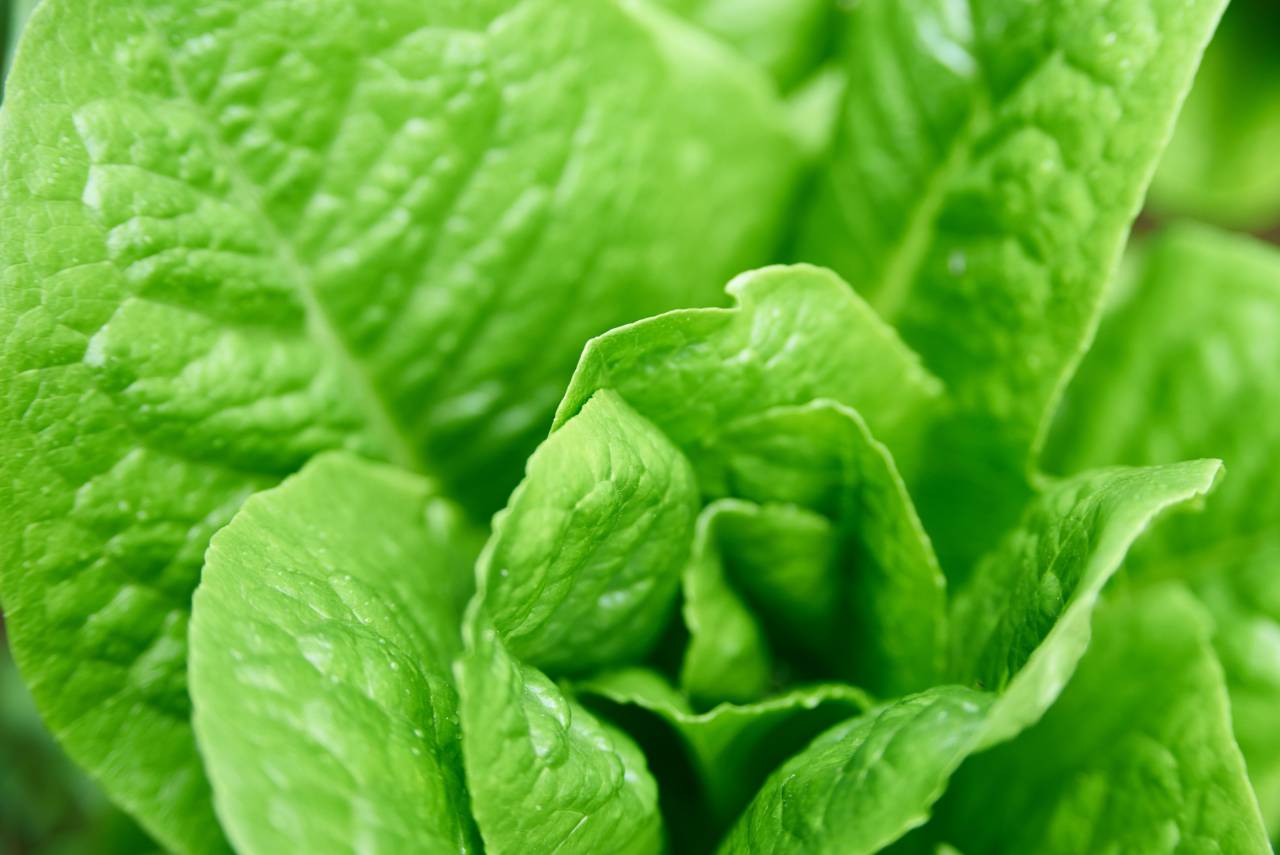 garden, lettuce, close up, vegetable, salad, fresh, food, green, leaf, produce, texture, natural, agriculture, background, healthy, farm, ingredients, harvest
, 