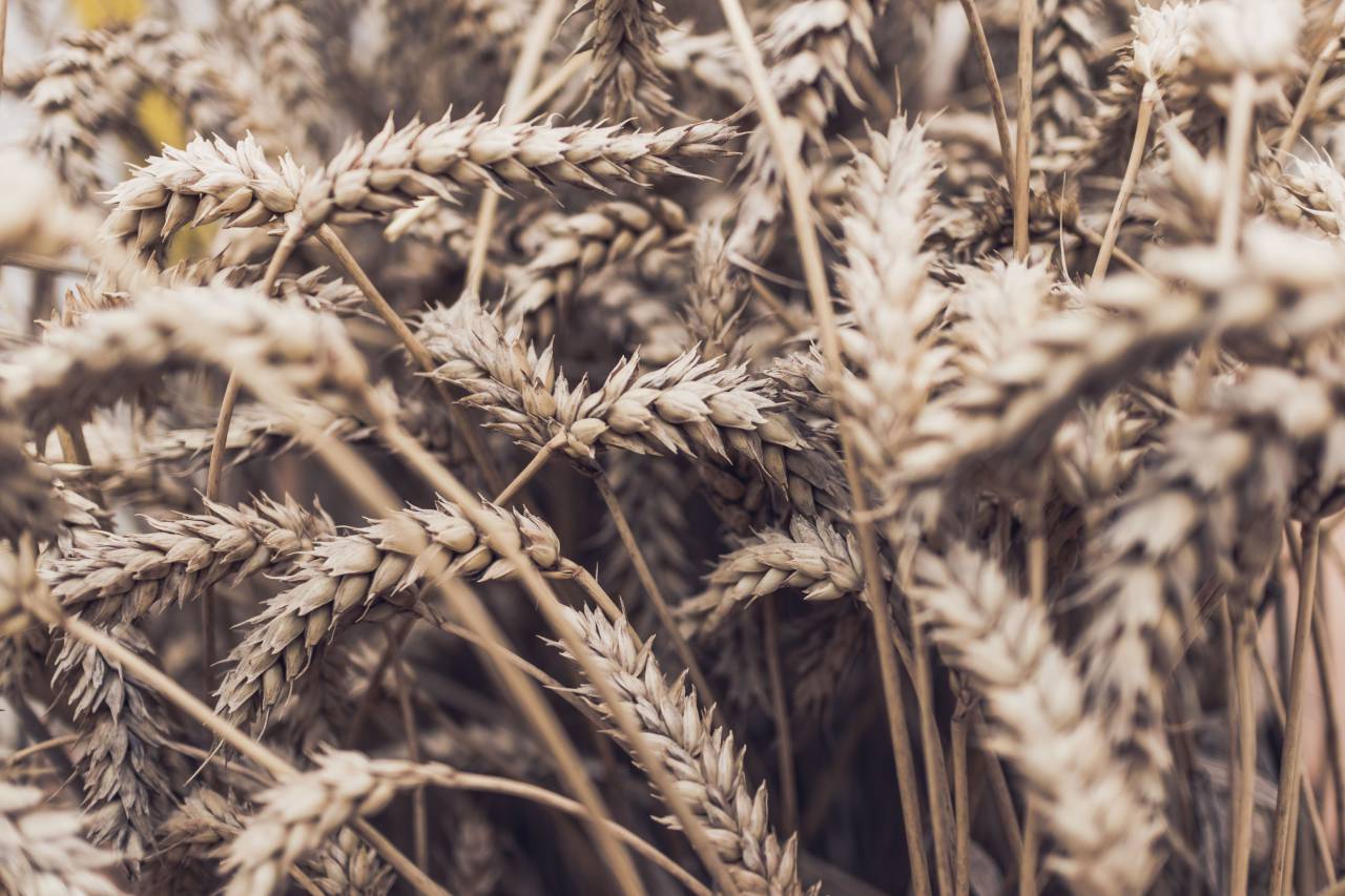 grass, wheat, cereal, grain, nutrition
, 