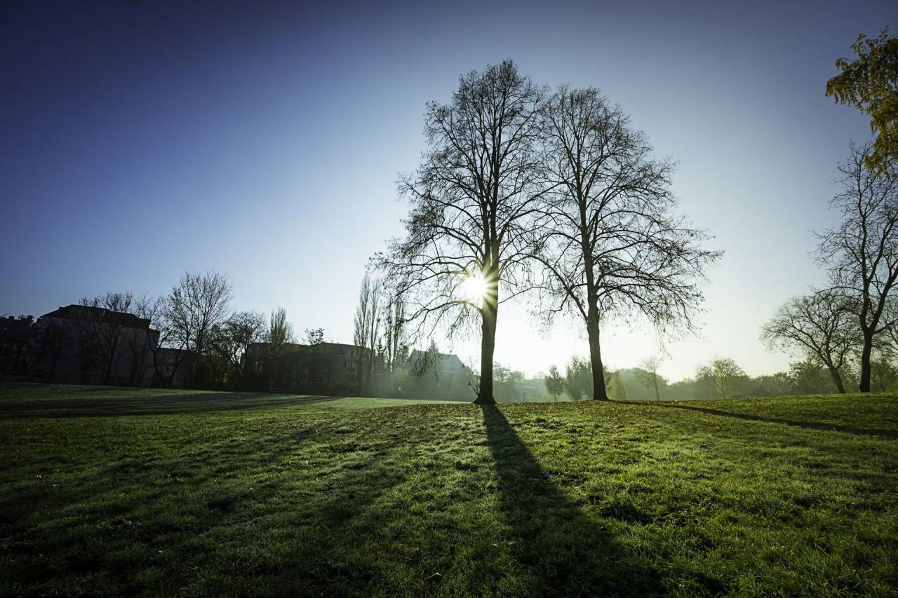 green, grass, trees, plant, sunny, day, sunlight, blue, sky, cloud, shade, nature, landscape
, 