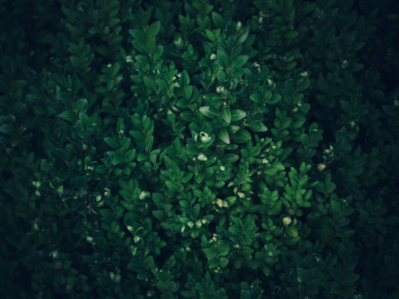verde, hojas, plantas, naturaleza,