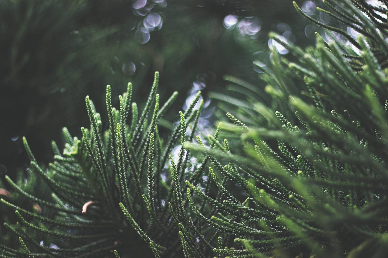 verde, planta, natureza, bokeh,