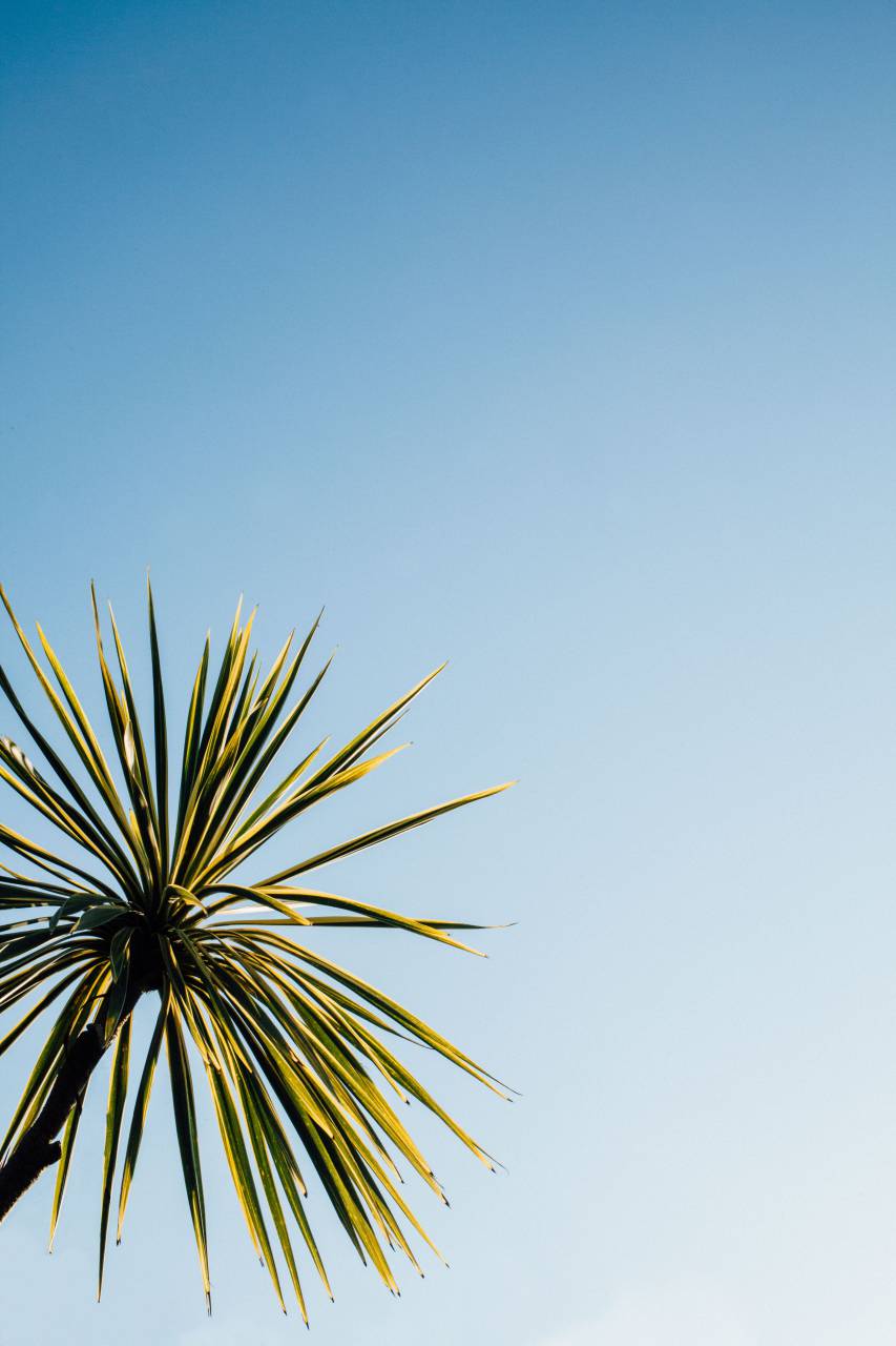 green, plant, tree, leaf, blue, sky
, 
