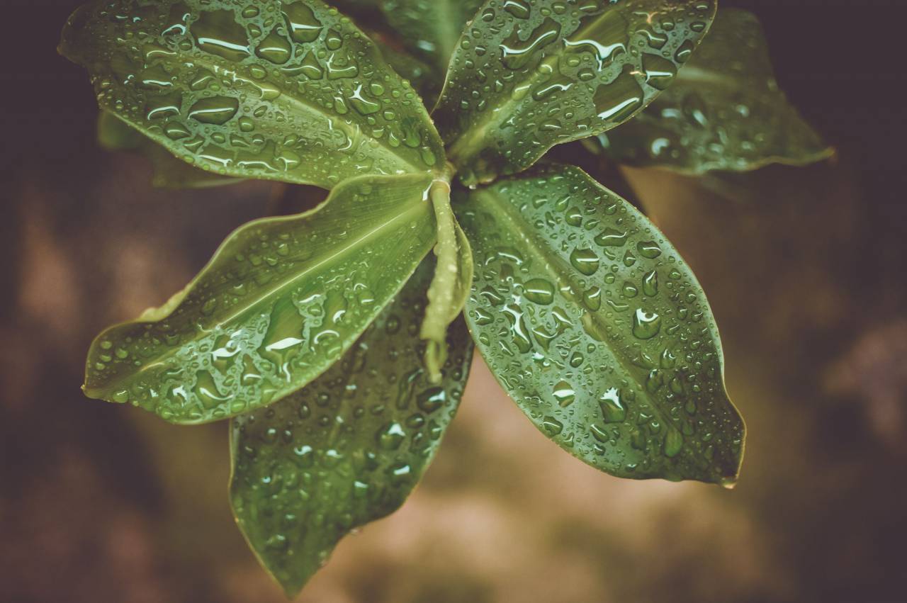 green, plants, leaves, nature, wet, raining, outdoors
, 