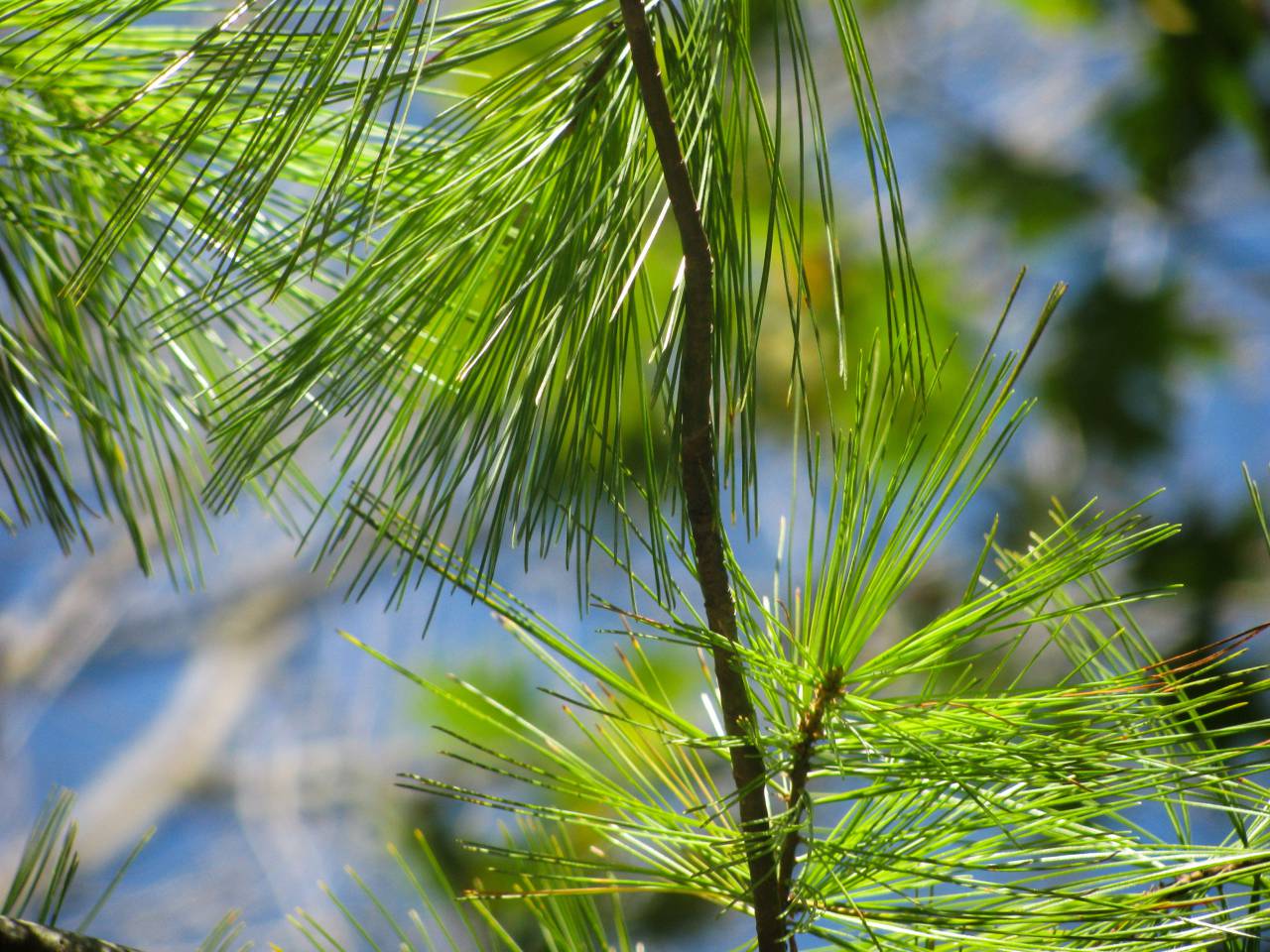 green, tree, pines, needles
, 