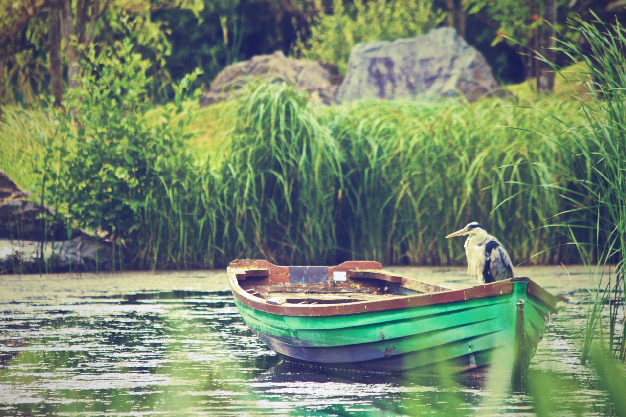 Garza, pájaro, barco, agua, lago, naturaleza,