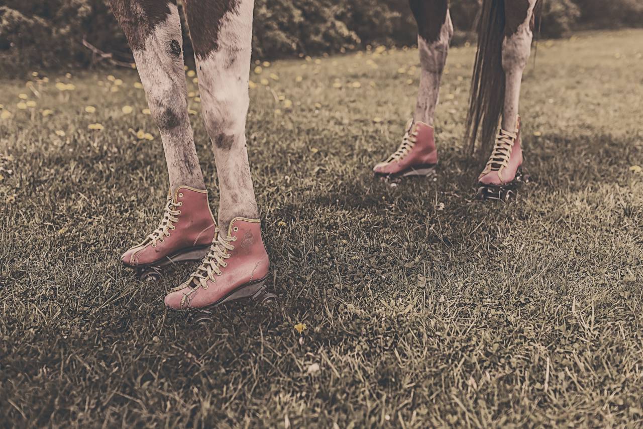 caballo, animal, piernas, zapatos, hierba,