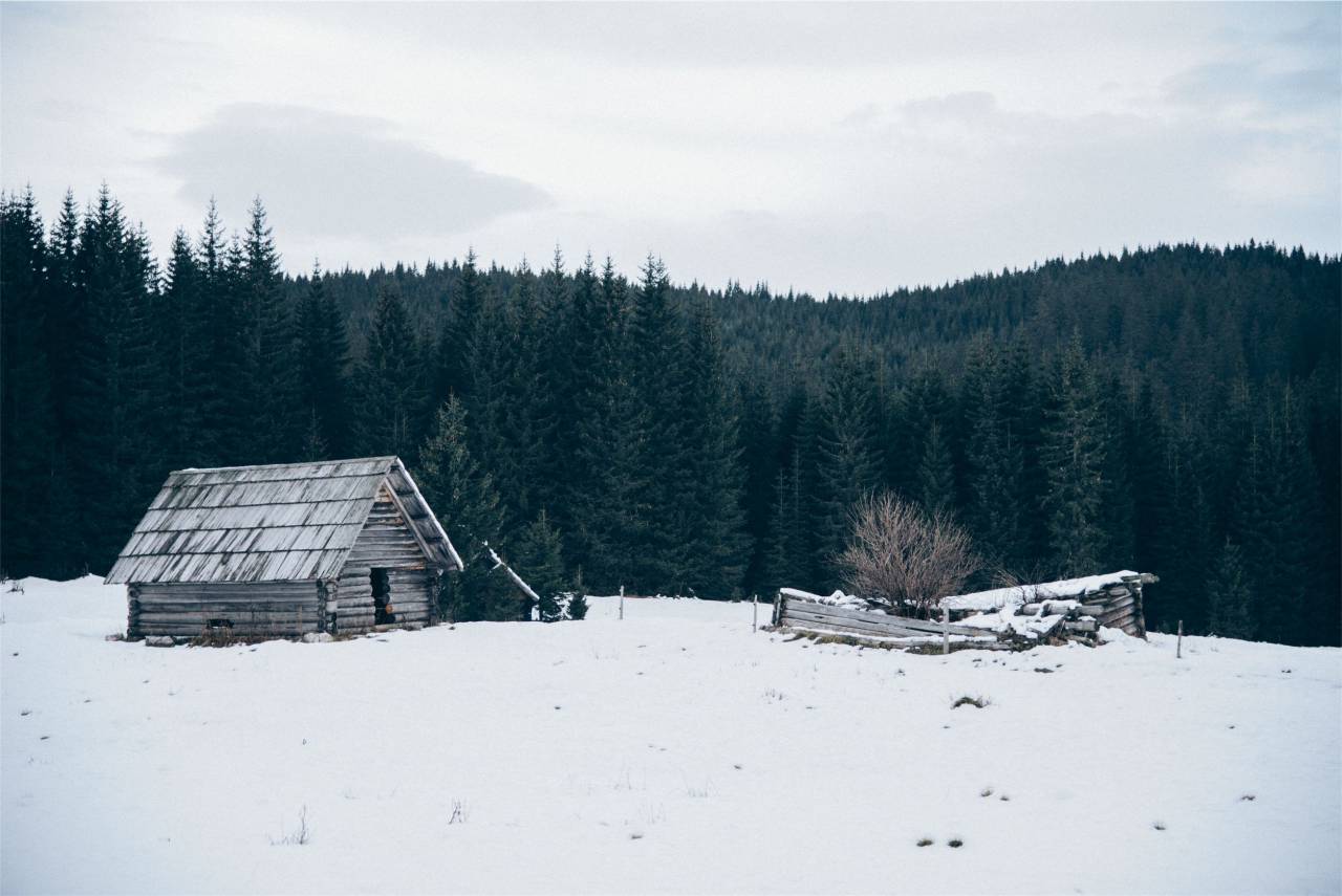 hut, shed, winter, snow, cold, trees, forest, woods, nature
, 