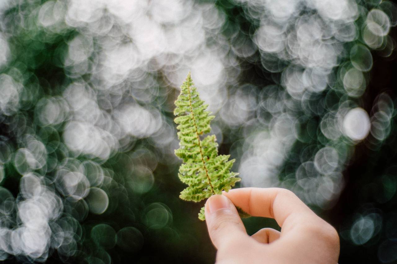leaves, dried, autumn, fall, summer, nature, bokeh, hands
, 