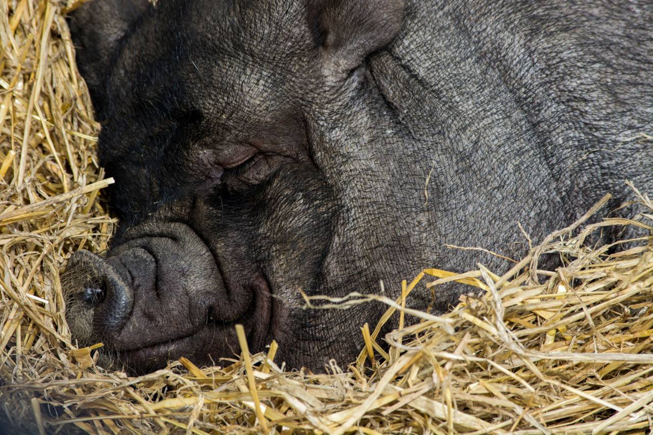 livestock, animal, straw, pig, black, snout
, 