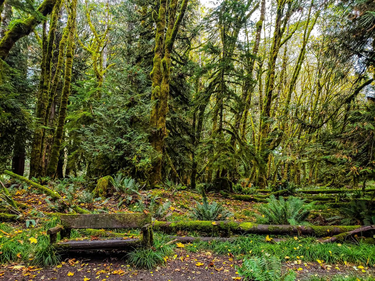 lush, forest, hiking, trail, woods, trees, moss, green, bench, timber, vegetation, nature, outdoors
, 