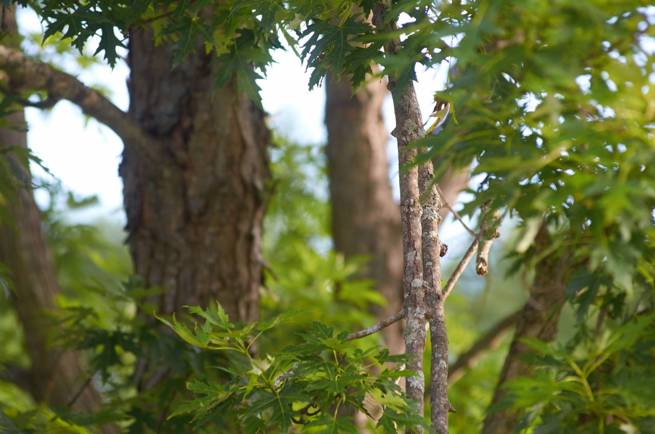 maple, tree, leaves, background, green, branch, sunny, nature, outdoors, foliage, bokeh, forest, bark, wood
, 
