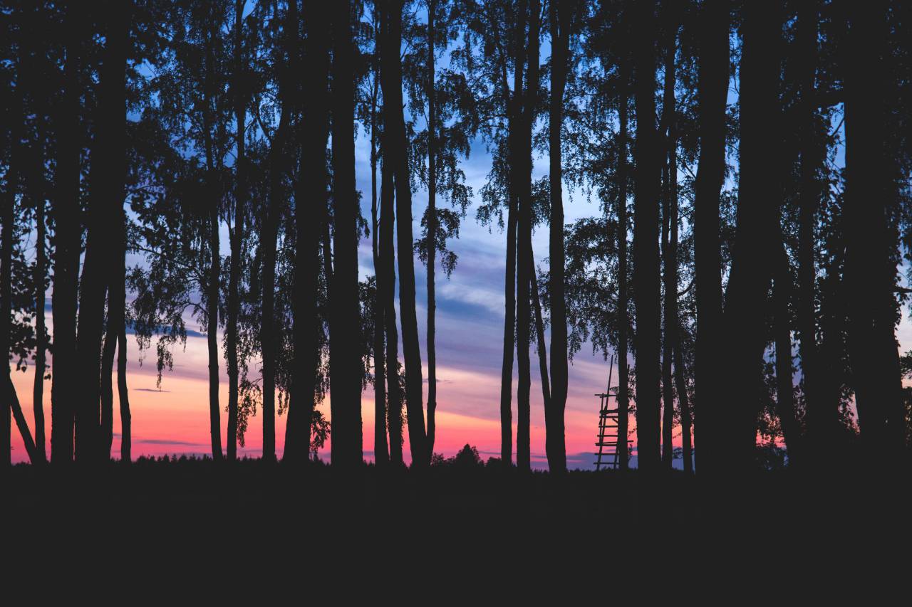nature, landscape, forest, trees, bark, branches, leaves, sky, clouds, horizon, shadows, silhouette, gradient, pink, purple, orange, blue
, 