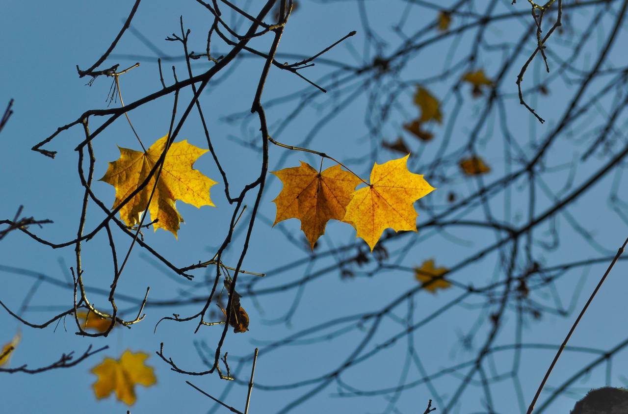 nature, trees, branches, leaves, maple, sky, light, summer, spring, still, bokeh, blue, brown, yellow
, 