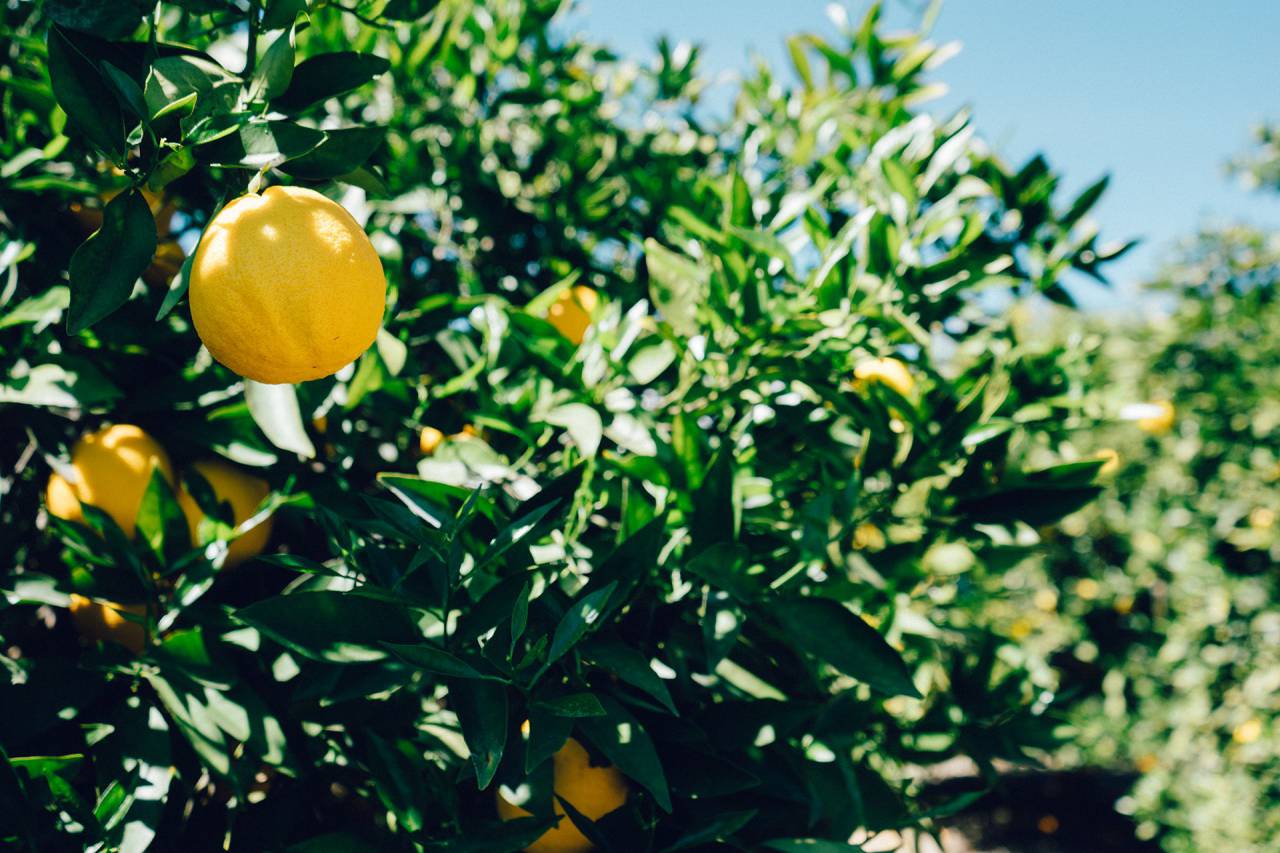 oranges, fruits, trees, green, leaves, sunshine, sunny
, 
