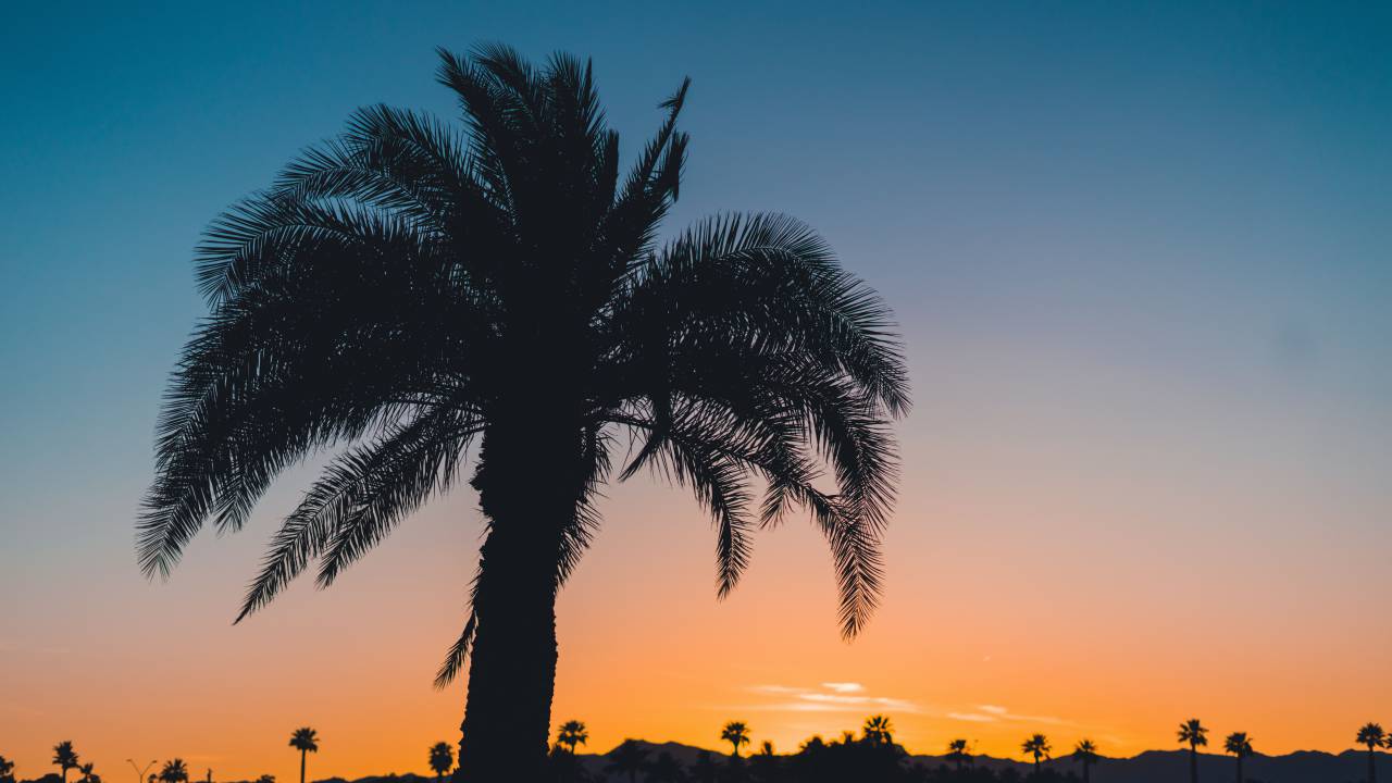 Palma, árboles, naturaleza, plantas, cielo, nubes, puesta de sol, vista, silueta,