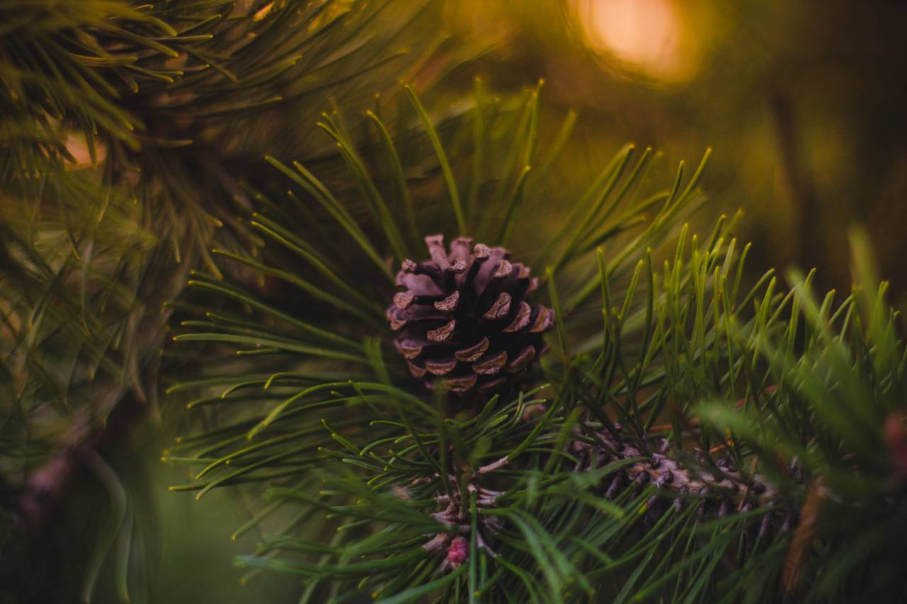 pine, cone, green, tree, plant, blur, nature, outdoor
, 