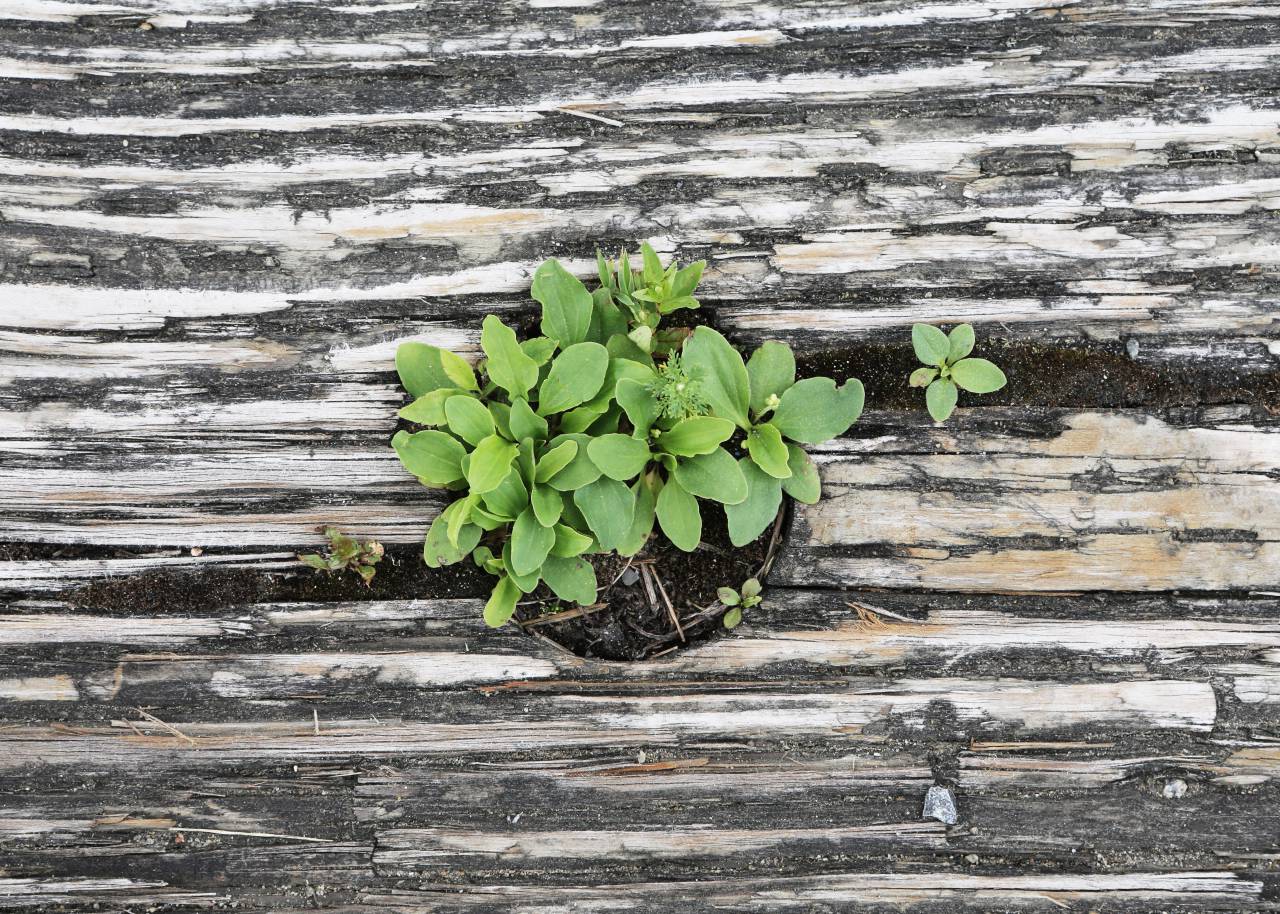 Planta, maceta, jardinería, hojas, verde, madera,