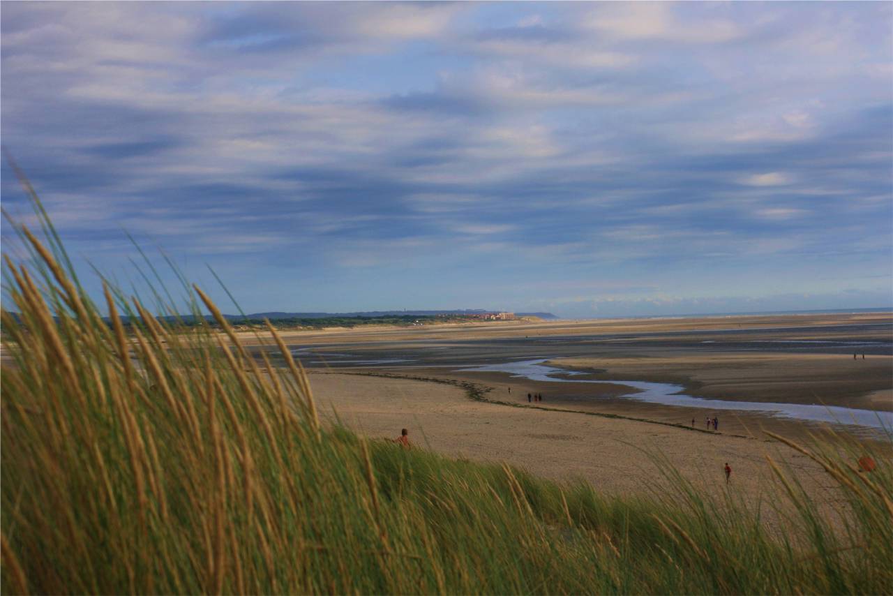 plants, beach, puddles, sand, dry, people, blue, sky, clouds
, 