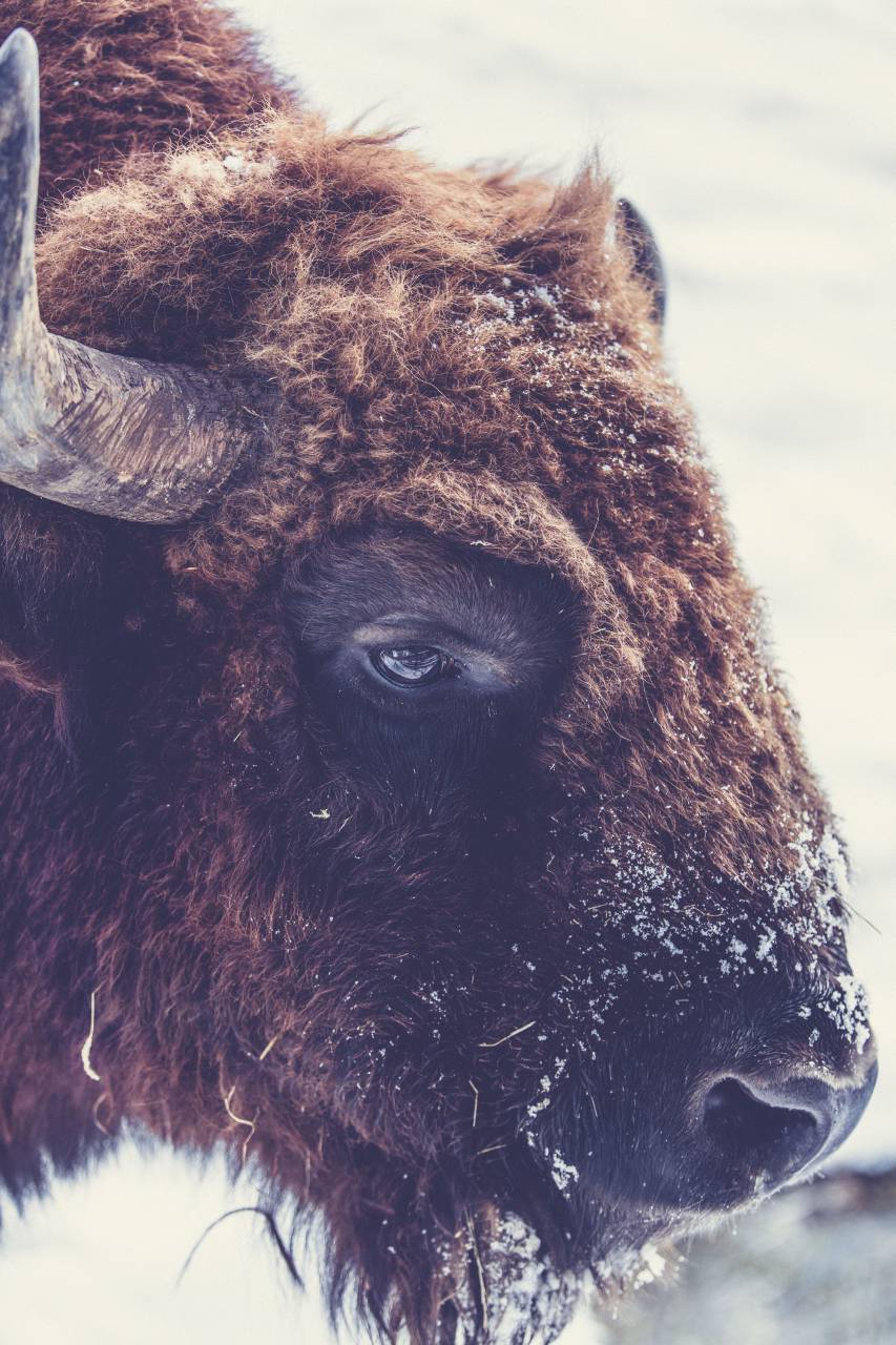 ram, animal, wildlife, snow, winter, cold, weather, wool, horns, brown
, 