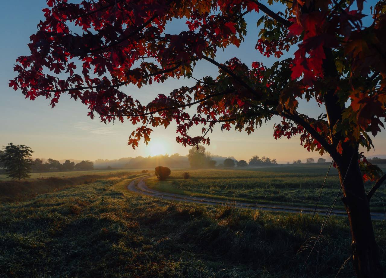 Rojo, hojas, árboles, naturaleza, paisaje, verde, césped, puesta de sol, rural, campo, campo, cielo, otoño,