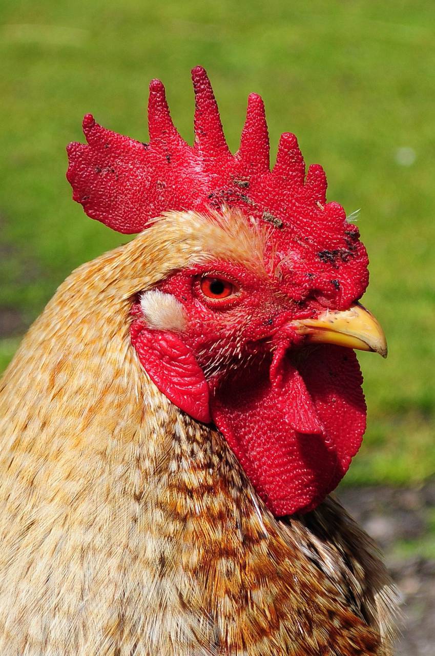 gallo, polla, animal, granja,