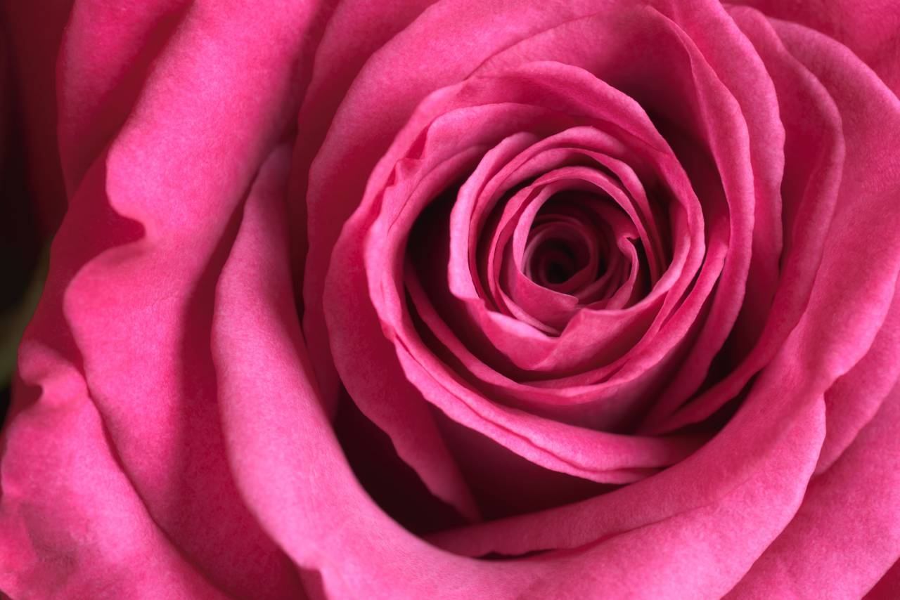 rose, macro, blossom, nature, romantic, valentines, flora, flower, plants, fresh, bloom, botany, pink, close up, petal, red
, 