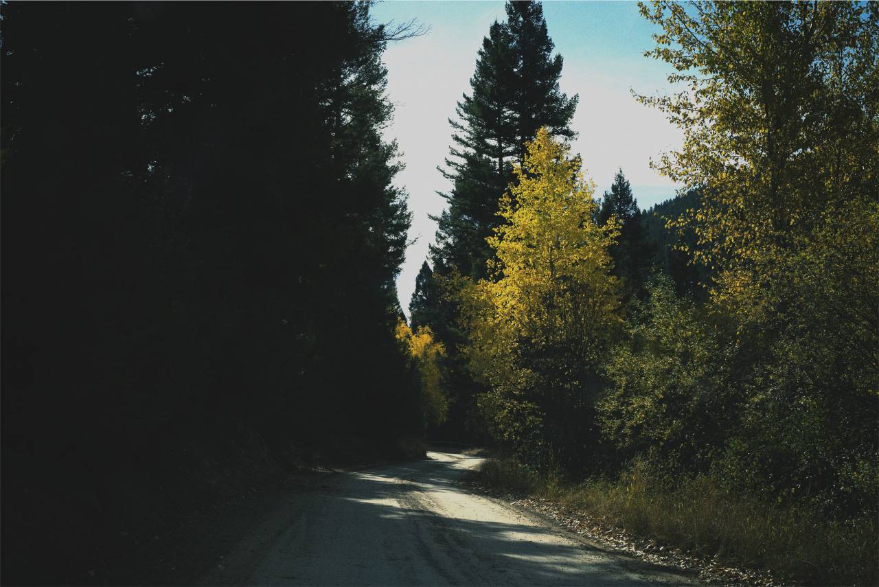 rural, camino, árboles, sombras,