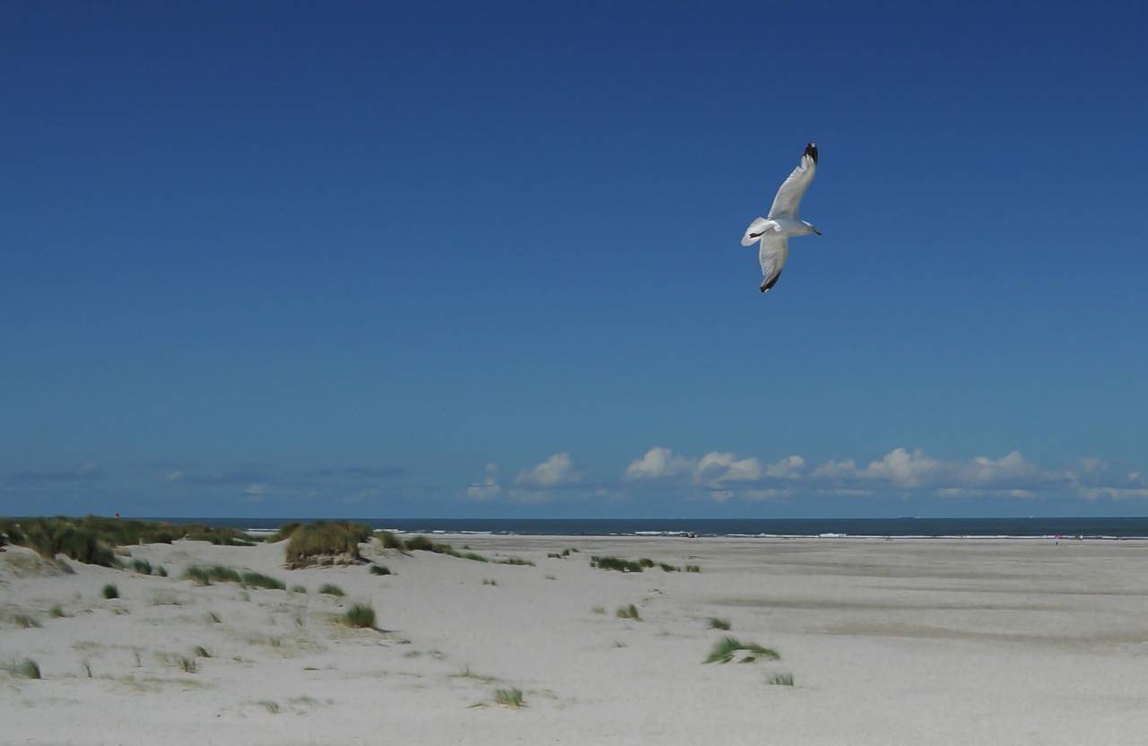 Gaviota, pájaro, alas, vuelo, playa, arena, agua, cielo,