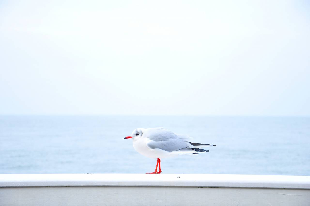 sky, blue, water, ocean, bird, beak
, 