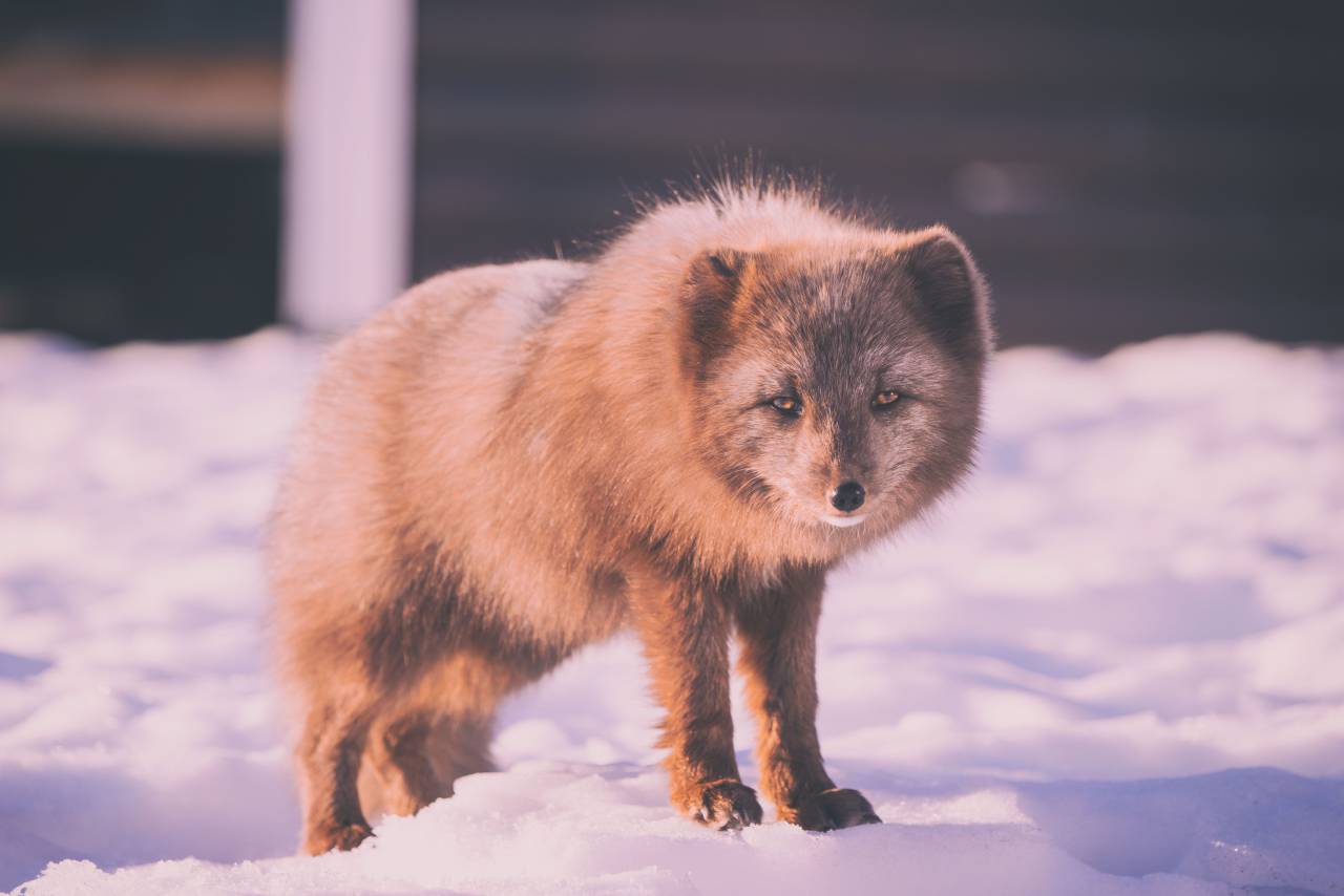 La nieve, el invierno, el blanco, el frío, el clima, el hielo, los animales, la naturaleza, la piel, marrón, Fox,