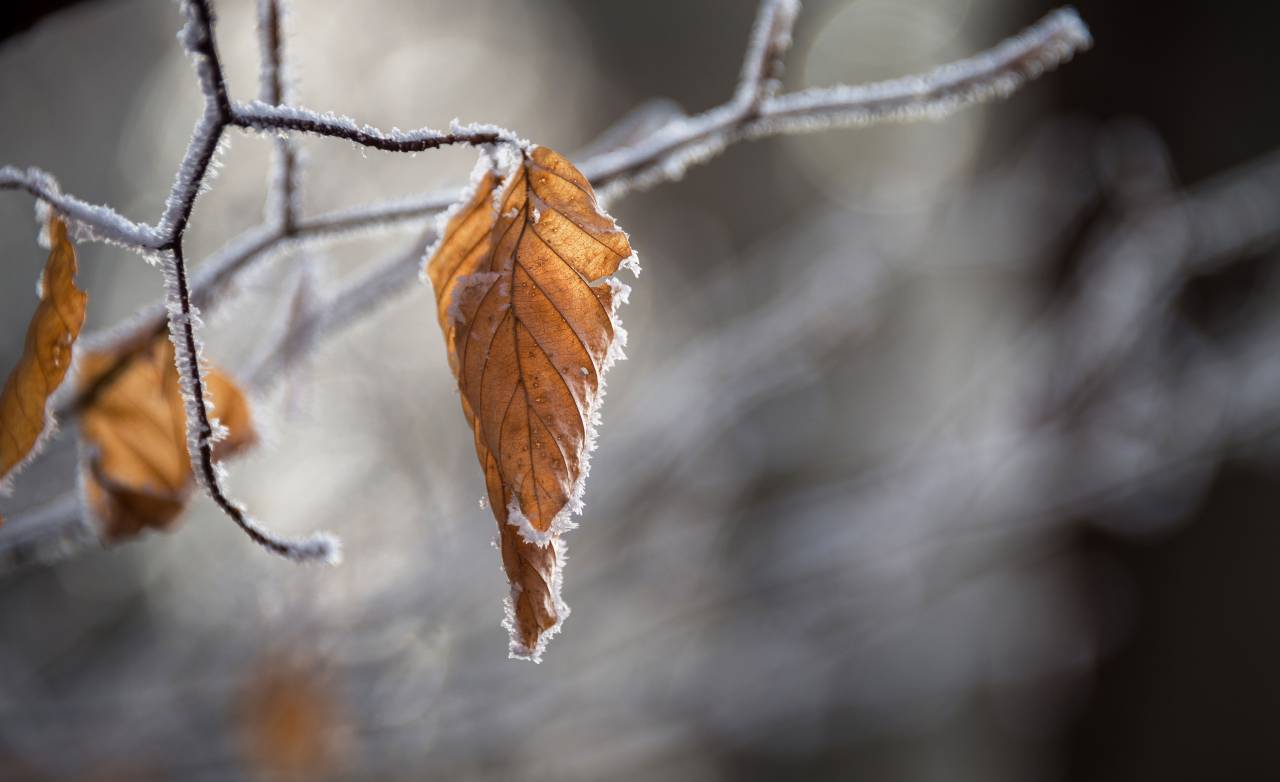 La nieve, el invierno, el blanco, el frío, el clima, el hielo, los árboles, las plantas, la naturaleza, la hoja, el amarillo