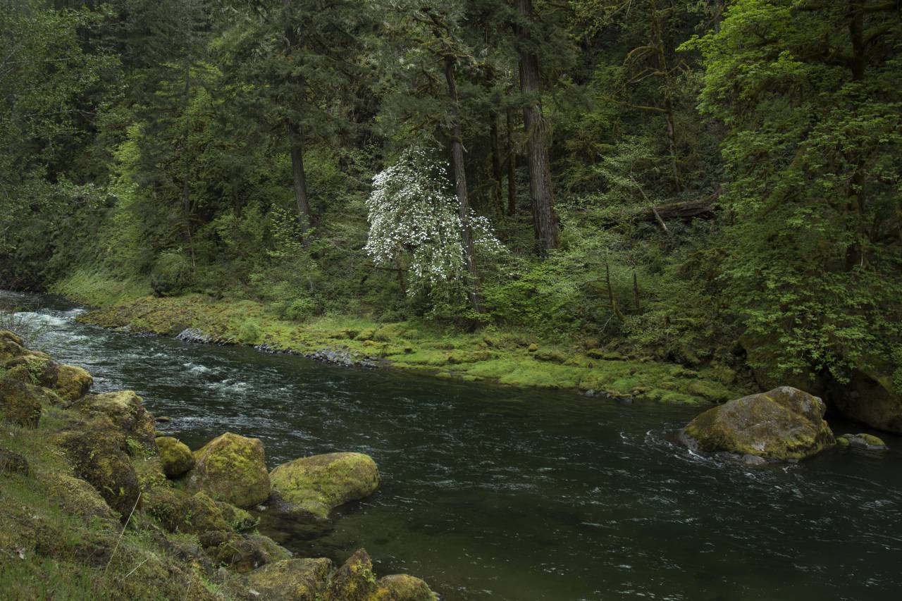 streaming, water, forest, river, flow, nature, trees, green, fresh, grass, landscape, natural, outdoors, rocks
, 