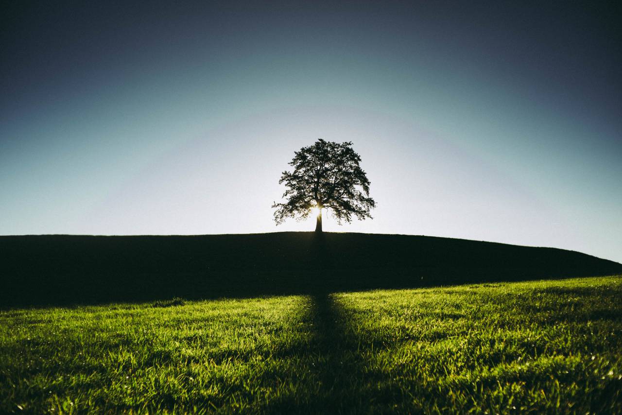 summer, tree, shadow, field, alone, nature, landscape, night, dusk, sunset
, 