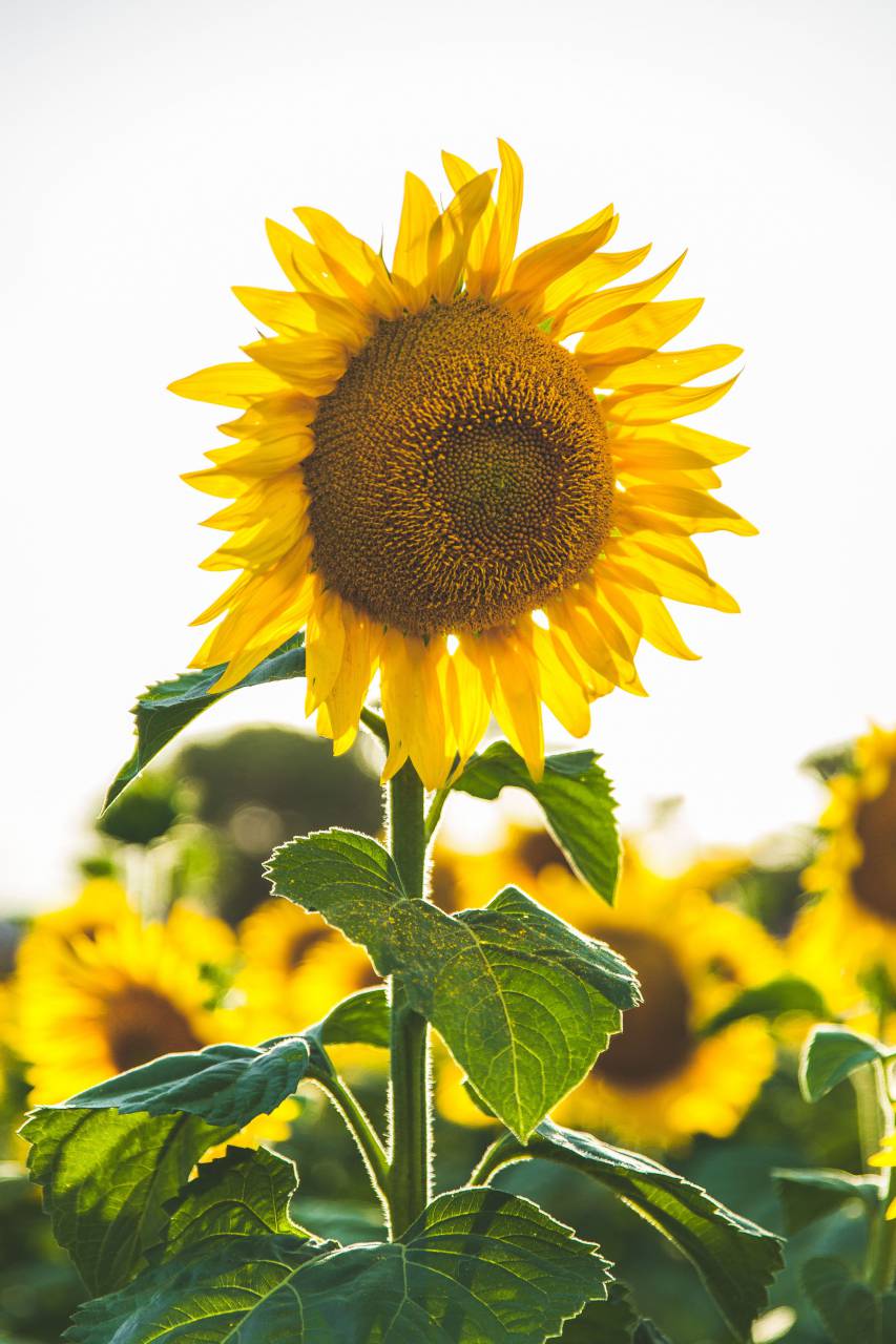sunflower, yellow, petal, field, farm, garden, nature, plant, sky
, 