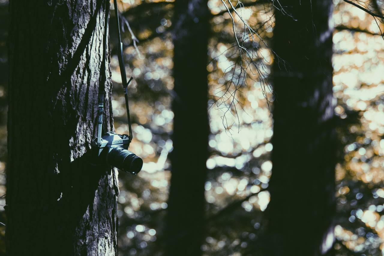 Árbol, planta, madera, naturaleza, cámara, lente, fotografía, bokeh,