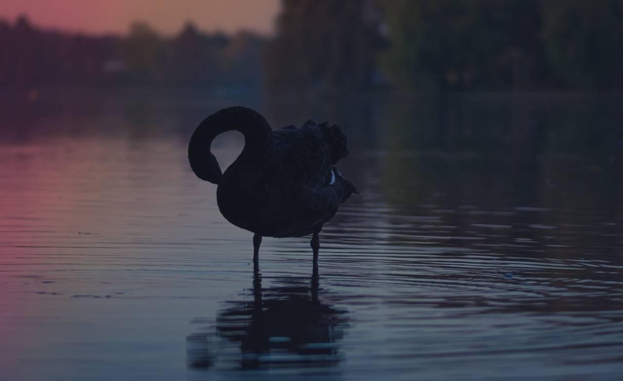 agua, pájaro, animal, oscuro, reflejo,