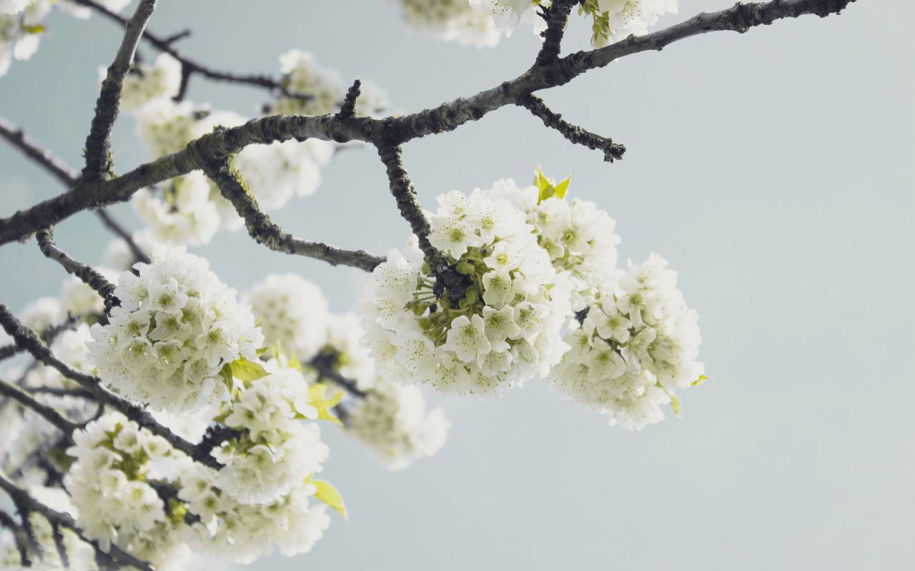 white, flower, bloom, blossoms, nature, plant, sky, branch
, 