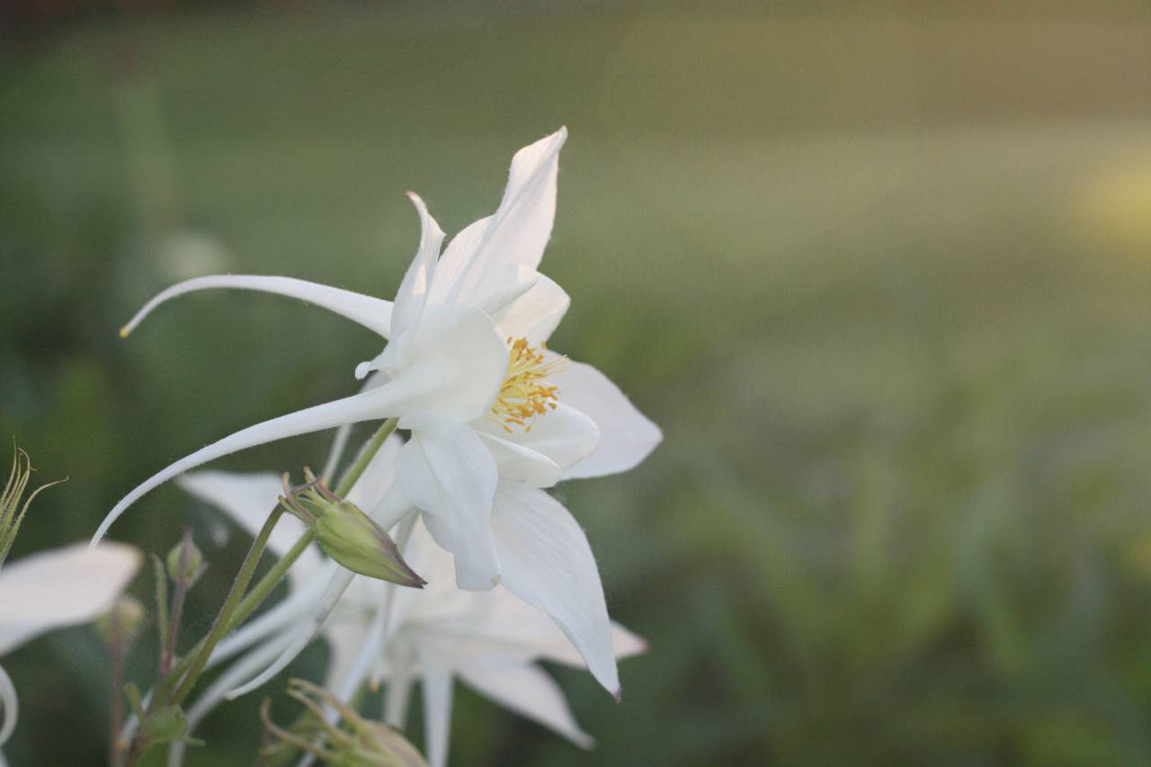 Blanco, flor, jardín, naturaleza, campo, césped, bokeh, flor, florecer, flora, crecimiento, puesta de sol, fondo, papel tapiz,