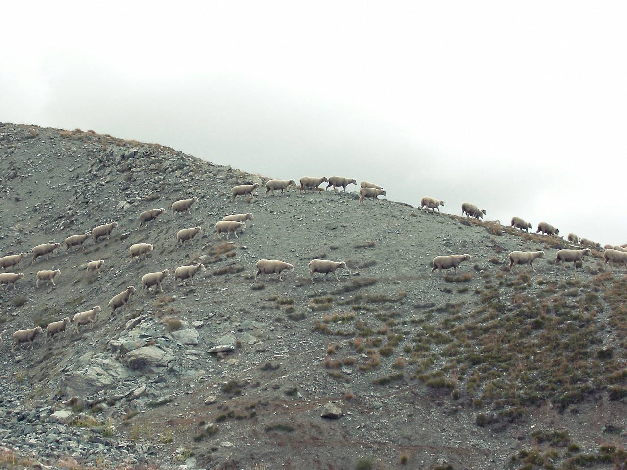 wild, sheep, animals, mountain, rocks, dirt
, 